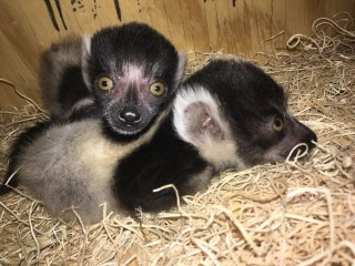 lemur babies